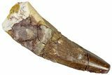 Fossil Spinosaurus Tooth - Real Dinosaur Tooth #299127-1